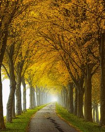 Endlos Straße von Lars van de Goor