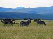 Zebra on Safari by Sanne Bakker thumbnail