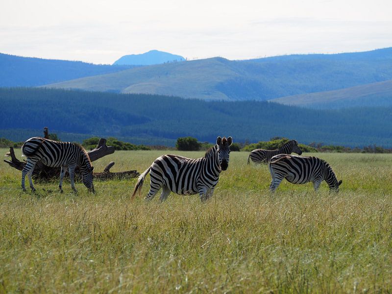 Zebra on Safari by Sanne Bakker