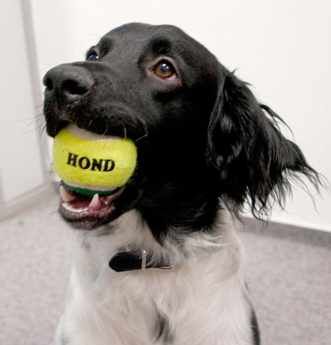 Hond