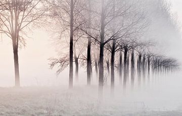 Nebel in den Poldern von Zeeland von Ellen Driesse