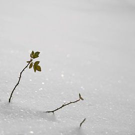 Rose im Winter von Heiko Kueverling