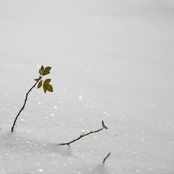 Rose in winter by Heiko Kueverling