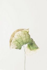 Fading Botanical Form