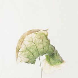 Verblassende botanische Form von Floortje Louise