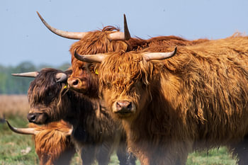 Herde schottischer Hochlandbewohner