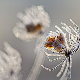 Graines de cerfeuil sauvage sur Rob Boon