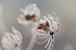 Samen von Wiesenkerbel