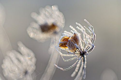Graines de cerfeuil sauvage sur Rob Boon