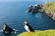 Papegaaiduiker boven op een klif aan de Schotse kust van Nature in Stock thumbnail