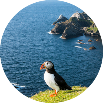 Papegaaiduiker boven op een klif aan de Schotse kust