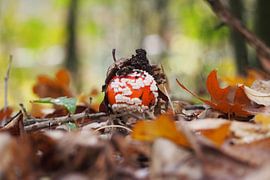 Herbstpilz von Peter Hullegien