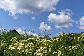 Ein Feld voller Wildblumen von Claude Laprise