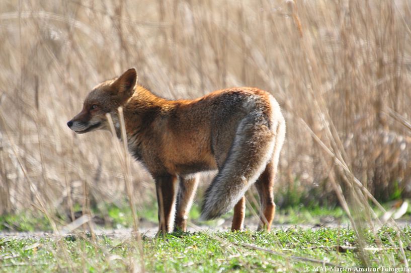 vos in de oostvaardersplassen by Marten Wieringa
