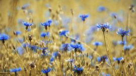 Korenbloemen von Martin Podt