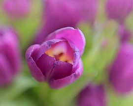 Tulp von Maren Oude Essink