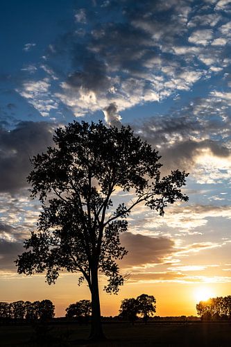 Coucher de soleil sur les arbres Holten sur Frank Slaghuis
