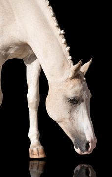 Pony met weerspiegelende neus van Rochelle Van rees