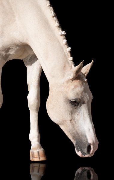 Pony mit reflektierender Nase von Rochelle Van rees