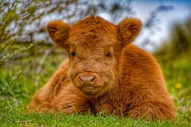 Play? I'm young and want to explore! by Truckpowerr