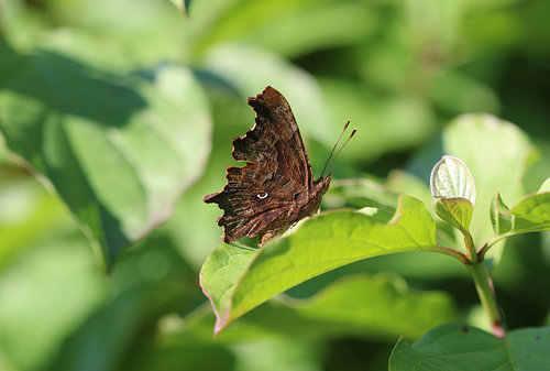 papillon C