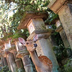 Hirsche in Japan von Floyd Angenent