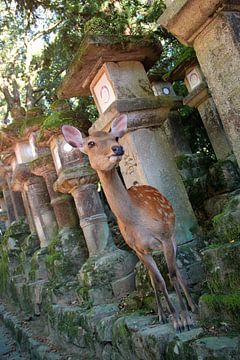 Deer in Japan by Floyd Angenent