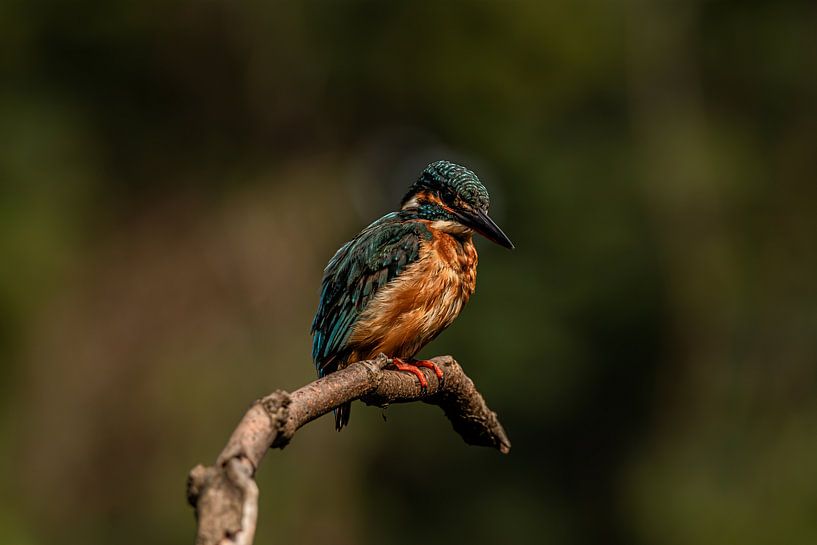 in the rain by vdzwanfotografie