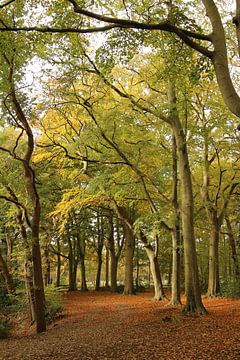 Bomen laantje in Oranjewoud van Pim van der Horst