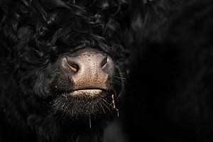 Cowsnout