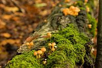 Mushrooms