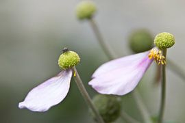 Schoonheid sur trilisious picks