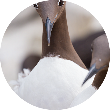 Vogels | Zeekoet in de baltsperiode op de Farne eilanden van Servan Ott