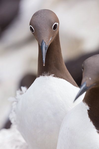 Birds - Guillemot in courtship period on the Farne Islands by Servan Ott