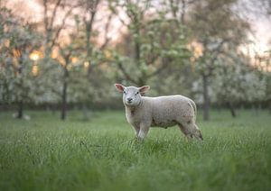 joli agneau près des arbres fruitiers