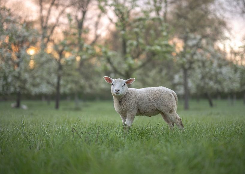 Niedliches Lamm in der Nähe der Obstbäume von Tania Perneel