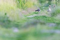 Goose march