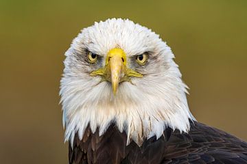 American bald eagle by Rando Kromkamp