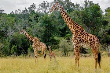 Giraffe familie van Peter Michel