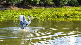 Aus stillen Gewässern aufsteigend
