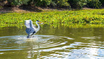 Opstijgend uit stilstaand water