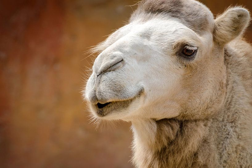 Camel by Lonneke Prins