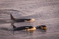 Orcas Antarktis von Family Everywhere Miniaturansicht