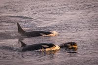 Orcas Antarctica