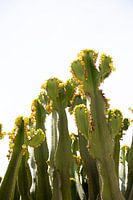 Botanischer grüner Kaktus mit gelben Blüten