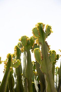 Botanisch groene cactus met gele bloemen van Mitsy Klare