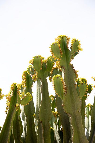 Botanisch groene cactus met gele bloemen van Mitsy Klare