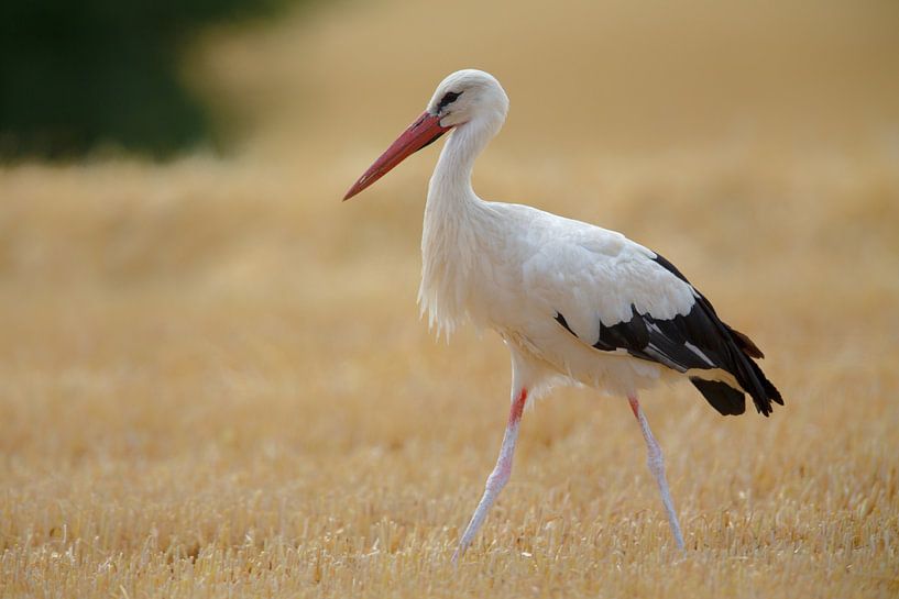 Ooievaar (Ciconia ciconia) van Dirk Rüter