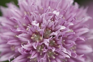 Allium or ornamental onion by Cora Unk