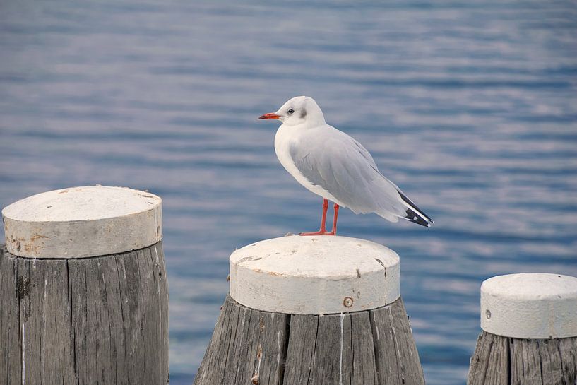 gull on scaffolding pole by Caroline Drijber
